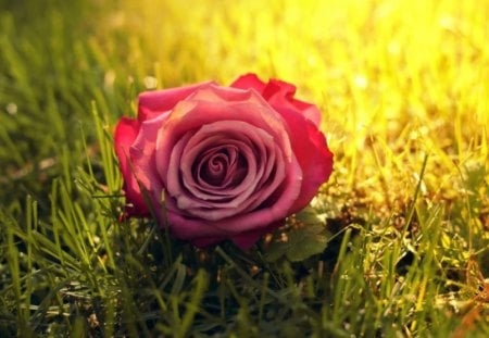 Rose on the Grass - sunlight, grass, rose, pink