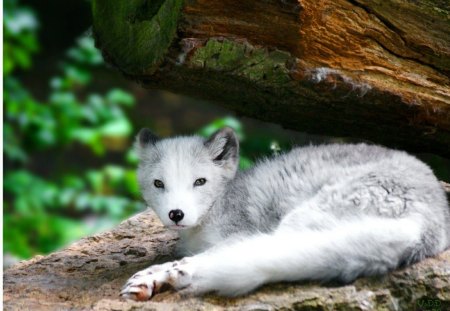 young white wolf - rock, animal, stump, leaves