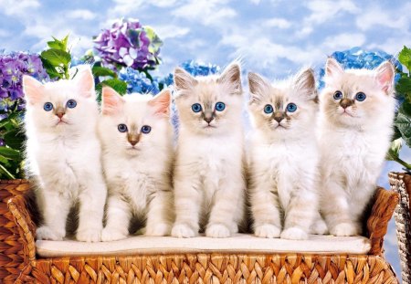 Five fluffy friends - cute, look, buddies, kittens, adorable, white, cats, photography, animals, flowers, kitties, sofa, photo, sweet, sky, blue eyed, friends, fluffy