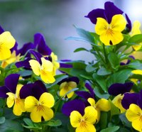 Lovely pansies