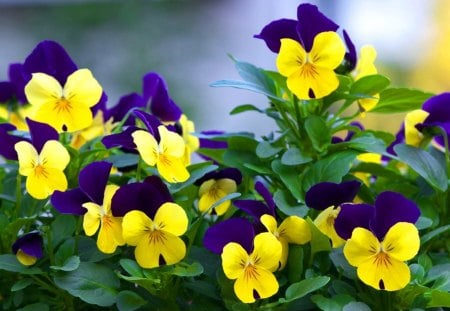 Lovely pansies - nice, delicate, park, lovely, pansies, nature, floral, pretty, beautiful, leaves, green, violets, flowers, garden, harmony