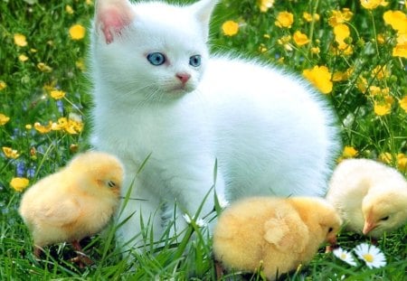 CATS AND CHICKS - jaune, vert, fleurs, pres