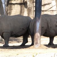 Rhino Pals Sharing the Shade