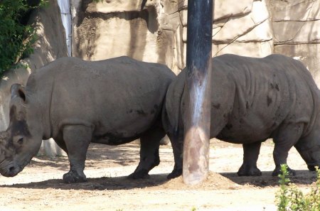 Rhino Pals Sharing the Shade - detroit zoological gardens, greenery, foliage, rhinos, rhinoceros, shade, plants, michigan, pole