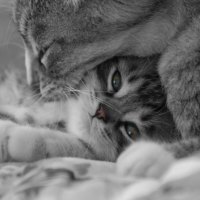 mother love