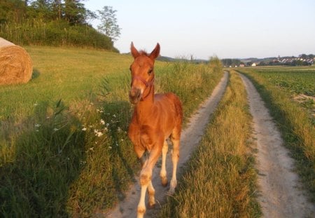 A LONG WALK HOME - farmlands, roads, horses, youngsters, farm animals, foals, farms, horizons, colts