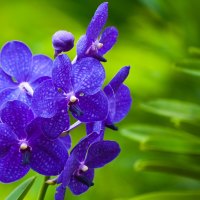 Blue orchids