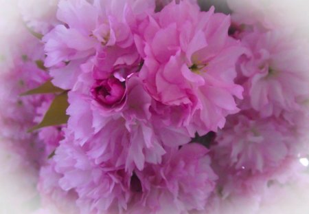 PINK CANDY - blooms, roses flowers, pink, springtime