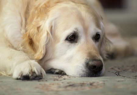 *** Golden Retriever *** - retriever, smutny, golden, pies