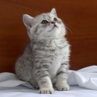 Cute, cute kitten