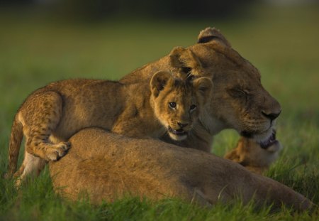 *** The lion's Family *** - trawa, laka, lwiatka, lwica