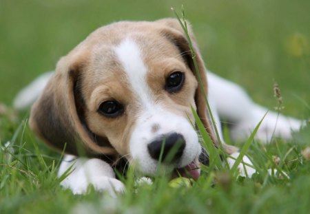 Beagle - beagle, animal, dog, grass, puppy