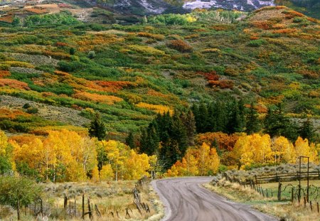 fall colors along cimarron road colorado - forest, road, fence, autumn