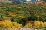 fall colors along cimarron road colorado