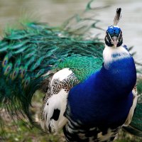 *** Peacock  ***