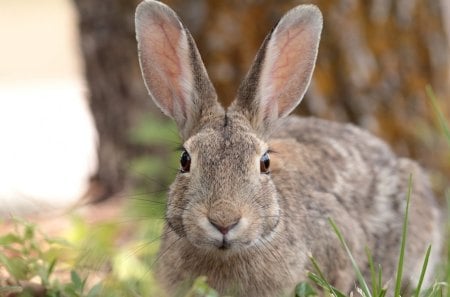 *** Rabbit on a meadow *** - zwierze, krolik, drzewo, laka