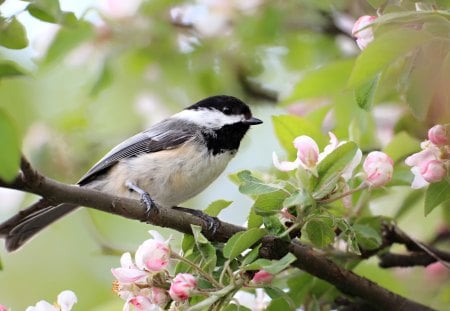 ***Beautiful Bird on Tree ***