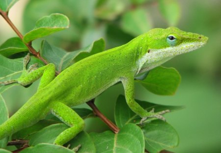 *** The Green Lizard *** - jaszczur, zielona, gad, jaszczurka