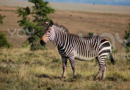 CAPE MOUNTAIN ZEBRA - endangered species, wildlife, zebra, antelope, africa