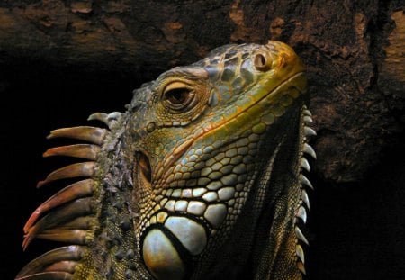 *** IGUANA *** - gad, kolorowa, iguana, jaszczur