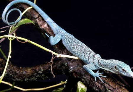 *** Blue Lizard *** - zwierzeta, jaszczurka, niebieska, gady