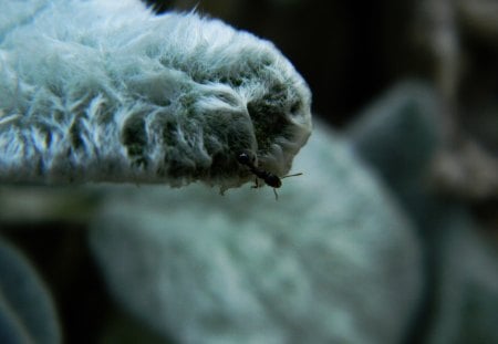 Ant on a Leaf - leaf, ant, green, fuzzy