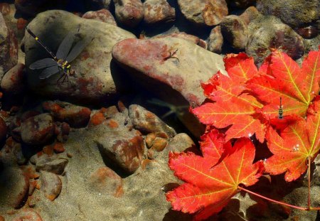 Floating Vine Maple Leaves - nooksack river, water, pacific northwest, maple, washington, sand, leaves, fall, vine maple, river, dragonflies, autumn, rocks