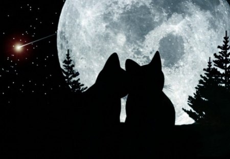 Cat love - moon, animal, kitten, tender, night, love, sweet, cat