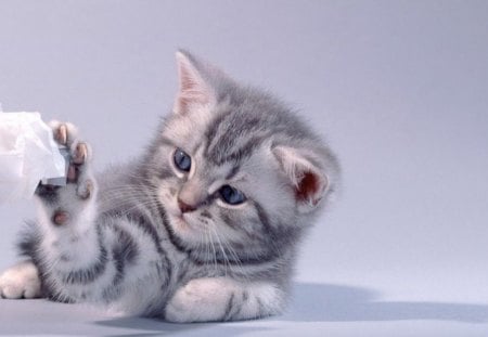 Kitten photography - playful, animal, kitten, cat