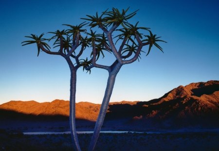 wonderful tree in namebia africa - mountains, tree, desert, sundown