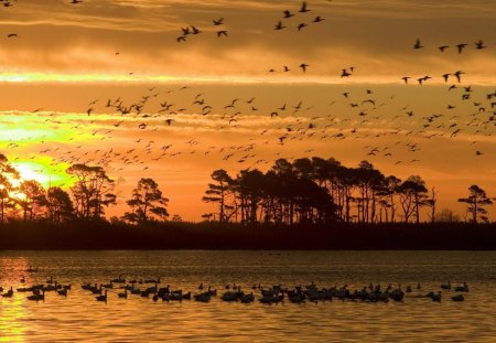 sunset at chincoteague wldlife refuge virginia - nature, lake, trees, reflection, island, sunset, flocks, birds