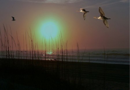 early morning - water, sand, sunrise, birds