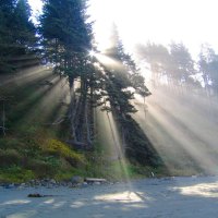 rays of light between trees