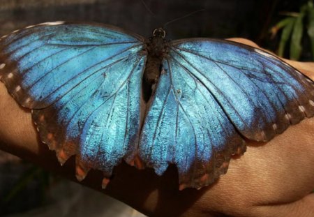 Blue Butterfly - animal, beauty, butterfly, blue