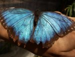 Blue Butterfly