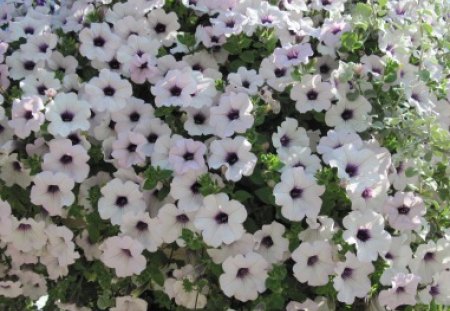 white petunias in BC - Canada - flowers, white, petunias, green