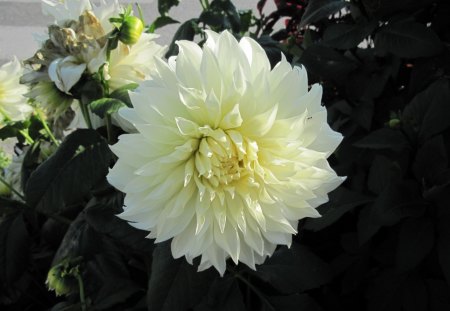 White Dahlia in BC - Canada - white, dahlia, photography, green, flowers