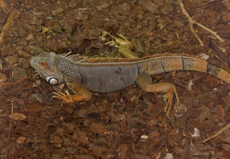 *** IGUANA ***