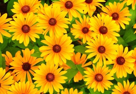 *** Yellow Rudbeckia ***