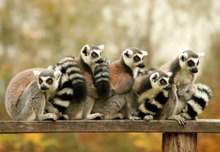 *** A family of Lemurs *** - lemurow, belka, drewniana, stado