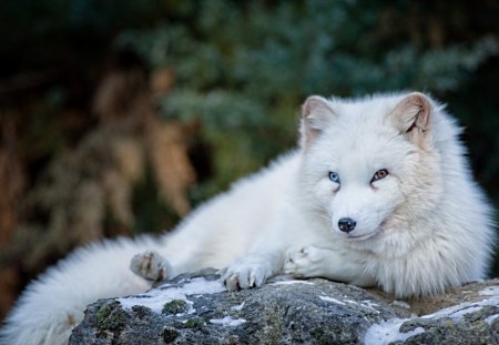 *** White Fox *** - lis, dzikie, zwierze, bialy