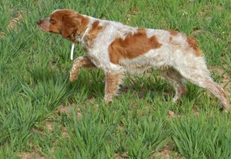 *** Sniffing Dog *** - weszacy, pies, laka, zwierze