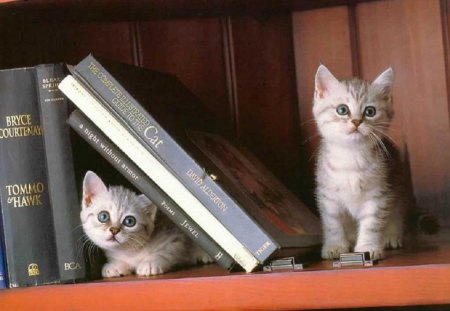 lost in a books - two grey kittens, cats, lost, books, animals