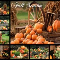 Fall  Season