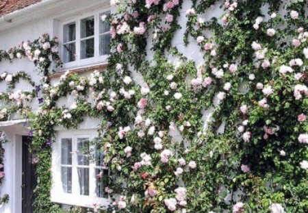 rose  cottage - wall roses, architecture, pink, old house