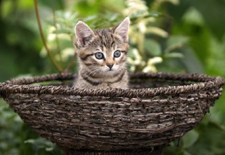 kitten in a basket - cute, basket, kitten, garden