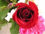 RED ROSE