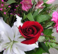 RED ROSE - WHITE LILY