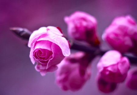 BEAUTIFUL PINK FLOWERS