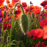 POPPY PODS